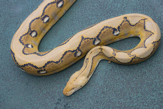 The reticulated python (Malayopython reticulatus) is known for its distinctive pattern of diamond-shaped markings.