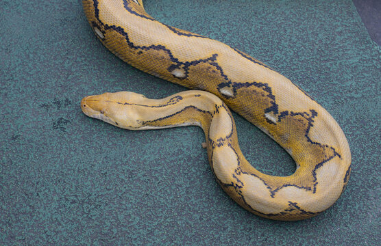 The reticulated python (Malayopython reticulatus) is known for its distinctive pattern of diamond-shaped markings.
