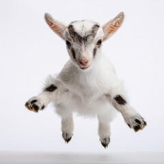 Obraz premium A baby goat jumping slightly on a white background, cute pose, for education