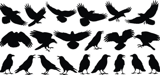 Obraz premium Extensive Set of Crows or Ravens in Flying, Perching, and Landing Poses, Black Silhouette Vector Illustration Collection for Halloween, Gothic, Nature, and Bird Design Graphics.