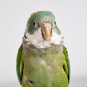 A bird parrotlet or parakeet perched forward on a bright white backdrop, detailed feathers, cute bird for education
