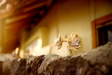Charming details of a traditional Jeju home, showcasing unique architecture and decorative succulents