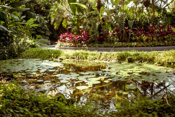 Yeomiji Botanical Garden, A tranquil pond filled with lily pads, reflecting the vibrant greenery of Jeju Islands botanical garden