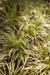 Lush green grass in a serene environment on Jeju Island, South Korea, capturing the essence of tranquility and natures beauty