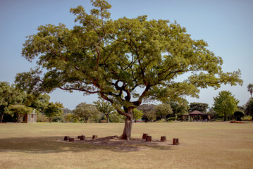 A majestic tree stands tall in a spacious park on Jeju Island, Korea, showcasing the beauty of...