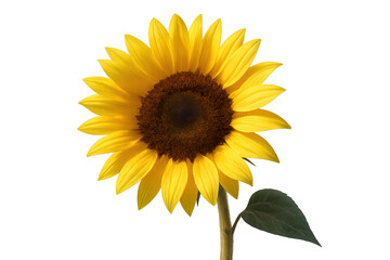 Obraz premium Sunflower plant blooming, yellow petals and brown center with a green leaf on a transparent background