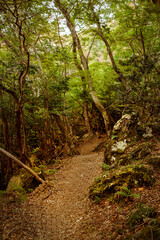 Charming path through dense foliage on Jeju Island, perfect for hikers seeking a peaceful retreat in nature