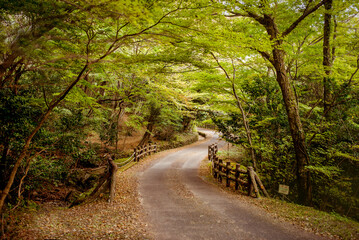 Peaceful road meandering through the lush greenery of Jeju Island, inviting visitors to enjoy the beauty of nature