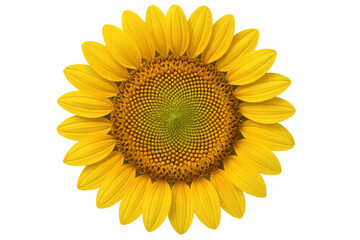 Fototapeta premium Sunflower showing vibrant yellow petals and intricate seed head with a transparent background, symbolizing summer and nature