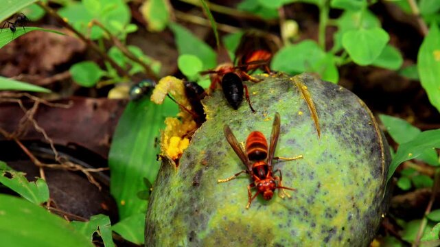 A detailed closeup scene captures black-bellied hornets (Vespa basalis) and Asian hornets (Vespa velutina) feeding simultaneously on a ripe mango during the monsoon season in Himachal Pradesh, India.