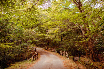 Lush green forest path on Jeju Island, Korea, surrounded by vibrant foliage and natural beauty