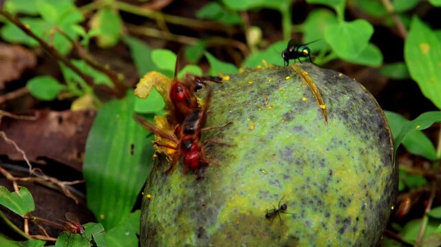 This closeup video captures black-bellied hornets (Vespa basalis) feeding on a ripe mango lying on the forest floor in Himachal Pradesh, India during the monsoon season.