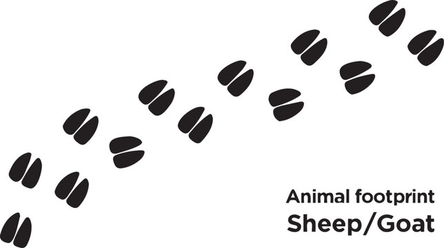 Black sheep or goat animal hoof prints and tracks following a nature trail isolated PNG with Transparent Background
