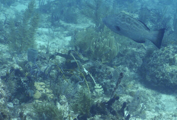 Black Grouper Swimming Over Diverse Caribbean Coral Reef