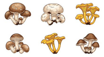 A charming collection of six hand-drawn illustrations showcases various types of mushrooms, from common edible varieties to wild fungi, in natural colors.