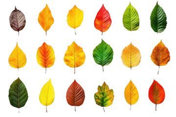 Autumn Leaves Display Color and Texture with Botanical Art