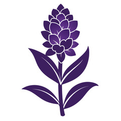 violet hyacinth flower on white background 