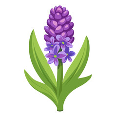 Fototapeta premium hyacinth flower on white background