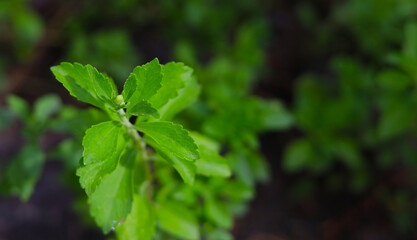 Fresh green leaves stevia plant