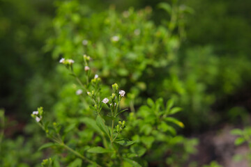 Fresh green leaves stevia plant