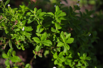 Fresh green leaves stevia plant