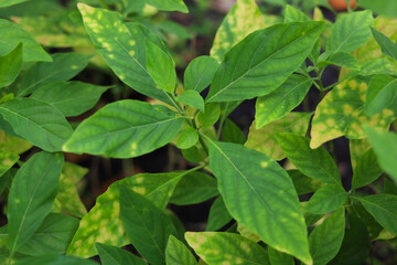 Rhinacanthus nasutus Kurz herb plant