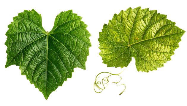 Healthy Vineyard Leaf Double Composition, isolated on transparent background 