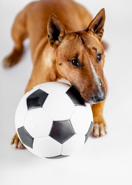 Bull terrier with a ball on a white background.