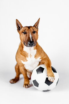 Bull terrier with a ball on a white background.