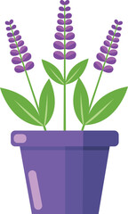 Three lavender stems with green leaves in a purple pot, isolated on a white background.