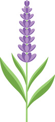 Illustration of a lavender plant with purple flowers arranged in a spike and green leaves on a white background.