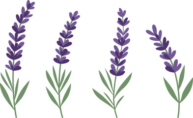 Four sprigs of lavender, each with purple flowers and green leaves, are arranged against a white background in a simple, illustrative style.