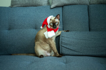 A Siamese cat wearing Santa hat with red scarf during Christmas festival. Christmas costumes are traditional or themed outfits worn to celebrate the holiday season.