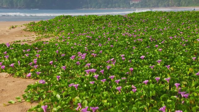 Beach Morning Glory (Ipomoea pes-caprae) Covering Tropical Sand Dunes with Purple Flowers