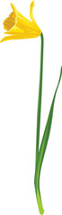 A single, vibrant yellow daffodil flower with a green stem and leaf, isolated on a white background.