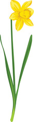 Illustration of a single yellow daffodil flower with green stem and leaves against a white background.