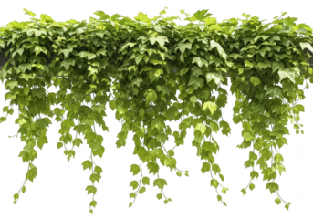 Ivy Vine Pattern Creeper Style isolated on white background