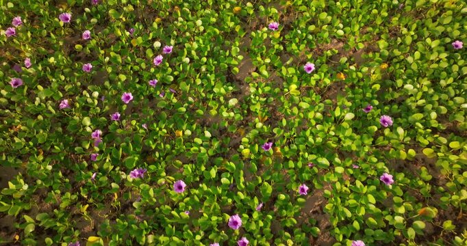 Beach Morning Glory (Ipomoea pes-caprae) Covering Tropical Sand Dunes with Purple Flowers