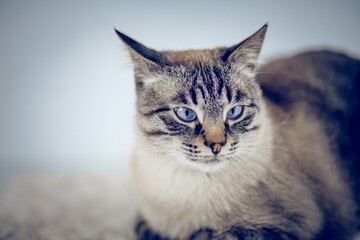 Portrait of a Thai tabby cat with blue eyes. Portrait of a pedigreed cat in close-up.