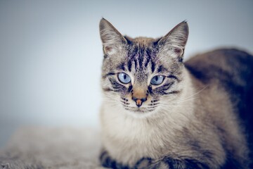 Portrait of a Thai tabby cat with blue eyes. Portrait of a pedigreed cat in close-up.