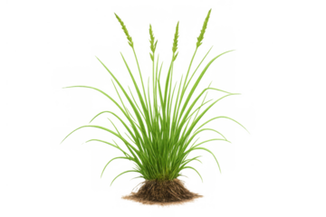 Green grass clump growing from soil, vibrant natural plant with roots and blades on transparent background