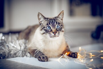 A Thai striped cat with beautiful blue eyes, resting calmly on a glossy surface. Surrounding it are warm, glowing string lights and shiny silver tinsel, contributing to a cozy and festive ambiance.