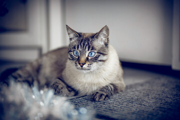 A Thai striped cat  with captivating blue eyes, lying comfortably on a textured gray mat.