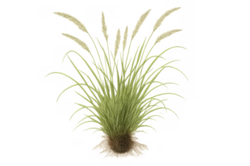 Pampas grass plant isolated on transparent background, featuring feathery plumes and green foliage, botanical element