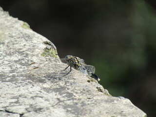 Macro closeup of a small brown and green dragonfly, a wild insect and nature animal, resting on a stone cliff