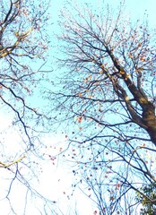 冬の公園のモミジバフウの枯れ木と冬の青空