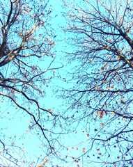 冬の公園のモミジバフウの枯れ木と冬の青空
