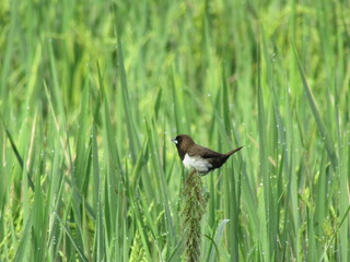 Sparrows perched on rice in the rice fields