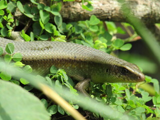 Green nature wildlife closeup of a brown scale lizard reptile on a rock or a tree