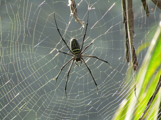 Yellow and black garden arachnid predator on a hairy close-up cobweb